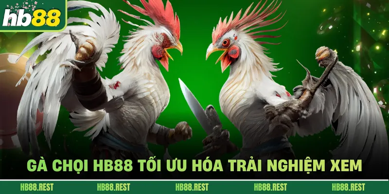 Gà chọi HB88 tối ưu hóa trải nghiệm xem